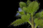 Ivyleaf speedwell